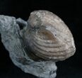 Platystrophia Brachiopod Fossil From Kentucky #5765-1